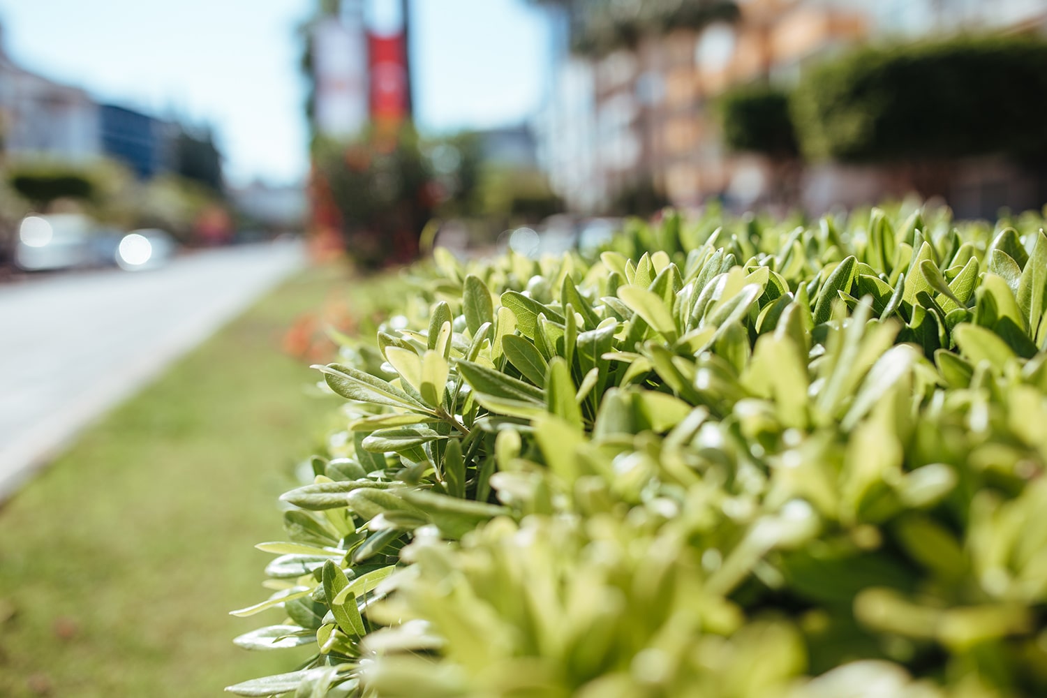 Expert Gardening Care and Lawn Maintenance in Chennai